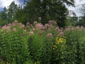 Pisgah National Forest 