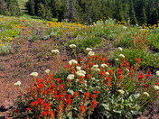 Willamette National Forest