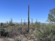 Saguaro National Park 