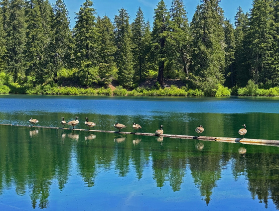 Willamette National Forest