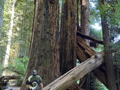 Redwood National and State Parks