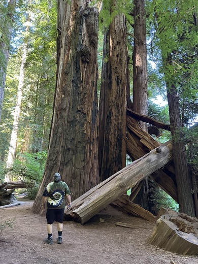 Redwood National and State Parks