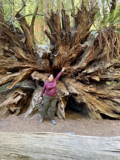 Redwood National and State Parks