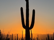 Saguaro National Park