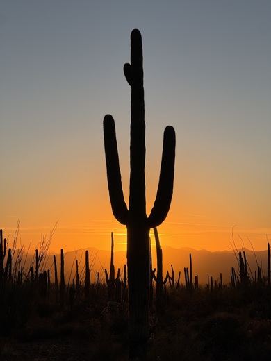 Saguaro National Park