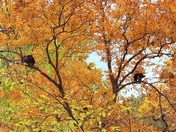 Great Smoky Mountains National Park