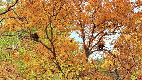 Great Smoky Mountains National Park