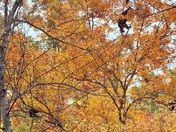 Great Smoky Mountains National Park