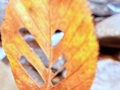 Great Smoky Mountains National Park