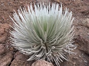 Summit Area Trail, Kula, HI, United States