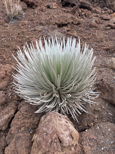 Summit Area Trail, Kula, HI, United States