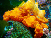 Puget Sound King Crab