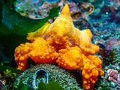 Puget Sound King Crab