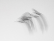 Merced National Wildlife Refuge