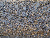 Merced National Wildlife Refuge