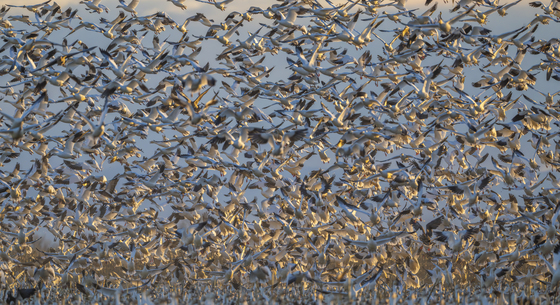 Merced National Wildlife Refuge