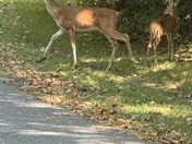 Hillman Ferry Campground 