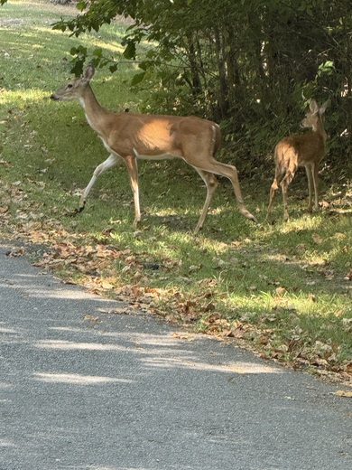 Hillman Ferry Campground 