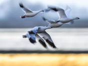 Merced National Wildlife Refuge