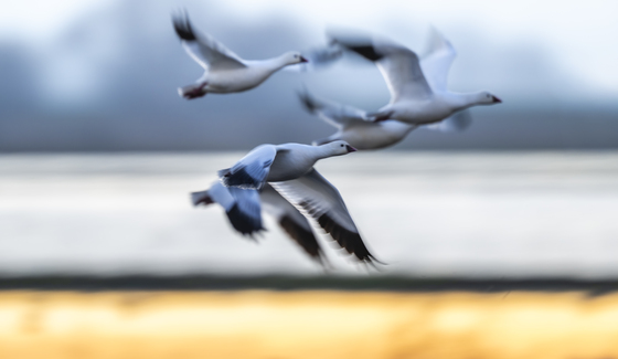 Merced National Wildlife Refuge