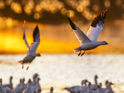 Merced National Wildlife Refuge
