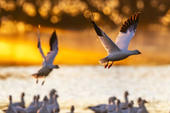 Merced National Wildlife Refuge