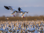 Merced National Wildlife Refuge