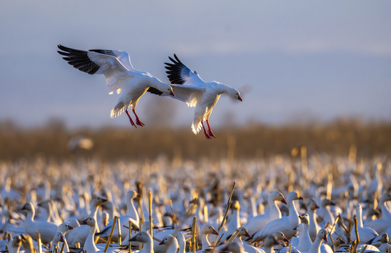 Merced National Wildlife Refuge