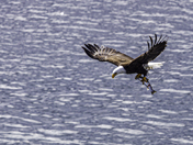 Kenai Fjords National Park 
