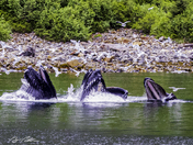 Kenai Fjords National Park 