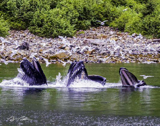 Kenai Fjords National Park 