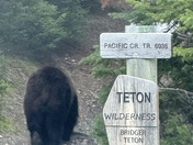 Bridger Teton National Forest 