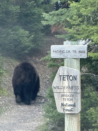 Bridger Teton National Forest 