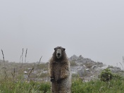 Mount Rainier National Park