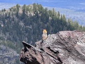Deschutes National Forest