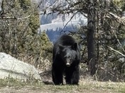 Yellowstone National Park 