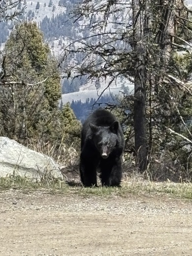 Yellowstone National Park 