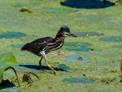 Muscatatuck National Wildlife Refuge