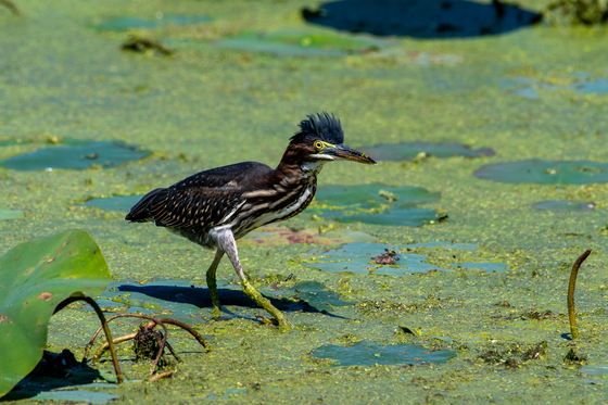 Muscatatuck National Wildlife Refuge