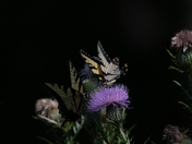 Muscatatuck National Wildlife Refuge