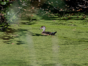 Muscatatuck National Wildlife Refuge