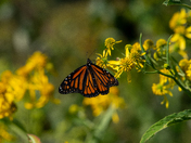 Muscatatuck National Wildlife Refuge