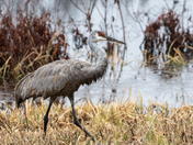 Muscatatuck National Wildlife Refuge