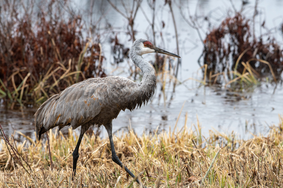 Muscatatuck National Wildlife Refuge