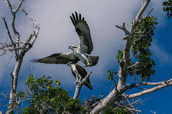 Everglades National Park