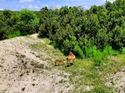 Cumberland Island National Seashore