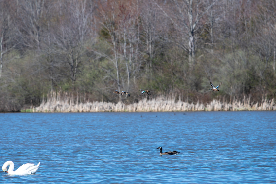 Muscatatuck National Wildlife Refuge