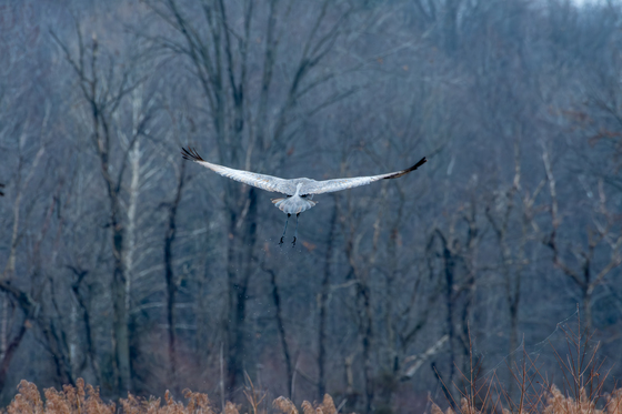 Muscatatuck National Wildlife Refuge