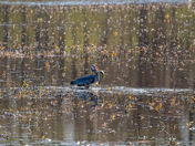 Muscatatuck National Wildlife Refuge