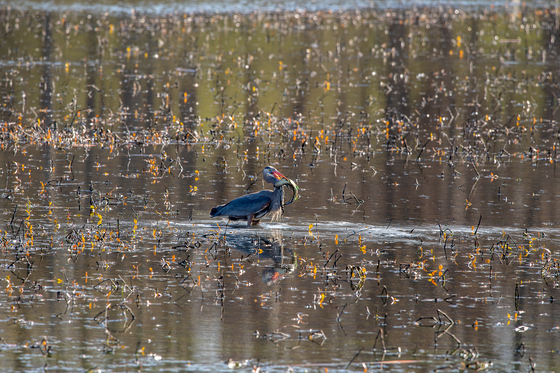 Muscatatuck National Wildlife Refuge